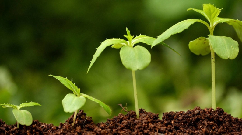 Позитивный вклад регуляторов роста растений в сельском хозяйстве и садоводстве