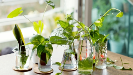 Выращивание комнатных растений: секреты успеха и преимущества для домашней атмосферы
