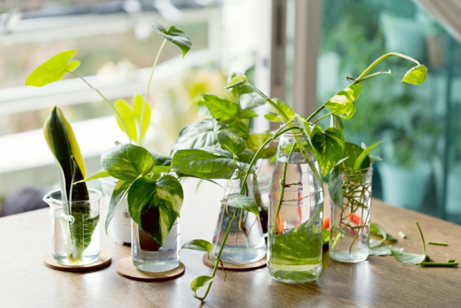 Выращивание комнатных растений: секреты успеха и преимущества для домашней атмосферы